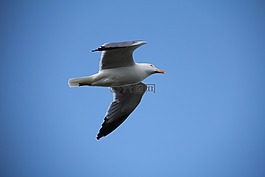 天空,海鷗,鳥