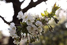 櫻花,白,樹