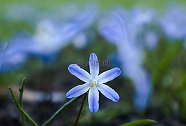 绿色,蓝色,叶子