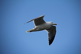 天空,海鷗,鳥