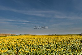向日葵,鮮花,夏天