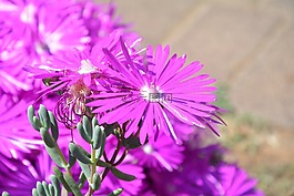 雛菊,春,陽光