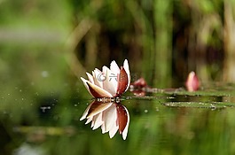 睡蓮,花,開(kāi)花