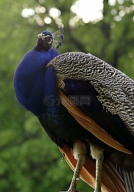 孔雀,鳥,藍色