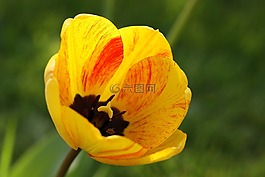 郁金香,春天的花朵,黃色