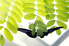 白,蝴蝶,昆蟲