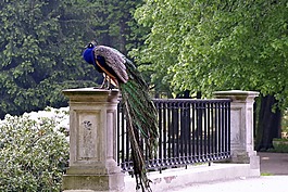 孔雀,公園,橋