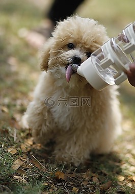狗,小狗,寵物