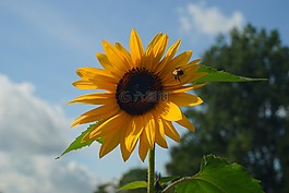 開花,花,太陽花