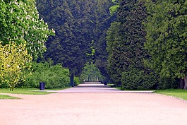 胡同,公園,樹(shù)