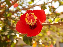 芙蓉,花園,紅色