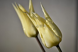 郁金香,鮮花,切花