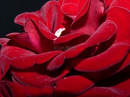 玫瑰,紅色,夜