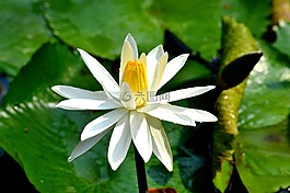 花,美麗,自然