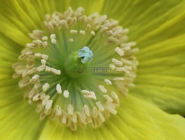 開花,宏,花園