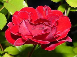 玫瑰,紅色,夜