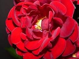 玫瑰,紅色,夜