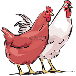 母雞,公雞,動物