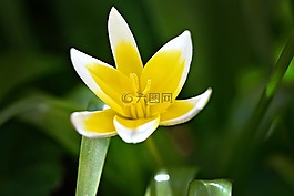 明星郁金香,花,開花