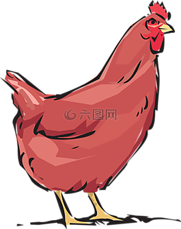 紅色母雞,動(dòng)物,農(nóng)場(chǎng)