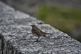 鳥,麻雀,性質(zhì)