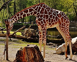 長(zhǎng)頸鹿,動(dòng)物園,動(dòng)物