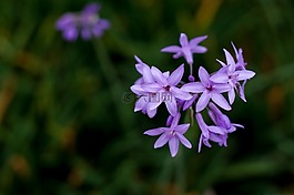 風信子,春天,紫色花