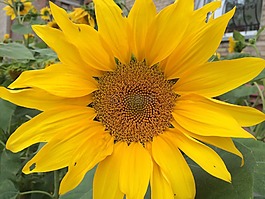 鮮花,向日葵,夏季