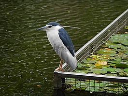 鳥,水,公園