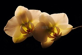 蘭花,開花,花
