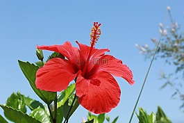 槿,鮮花,紅色