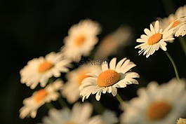 雛菊,鮮花,性質(zhì)