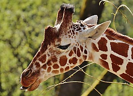 長(zhǎng)頸鹿,動(dòng)物園,動(dòng)物
