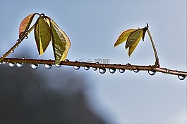 雨滴,露珠,一滴水