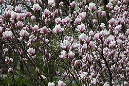鮮花,玉蘭,春天