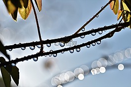雨滴,露珠,一滴水