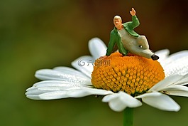 瑪格麗特,leucanthemum,復合材料