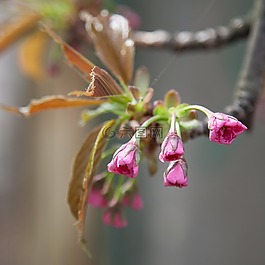 鮮花,櫻花,春天