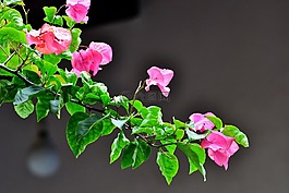 九重葛,鮮花,粉紅色的花