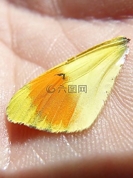 蝴蝶翅膀,顏色,詳細(xì)