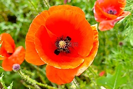 罌粟,花,關(guān)閉