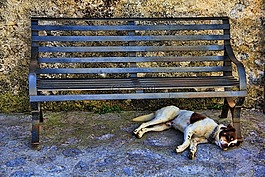 狗,睡眠,銀行