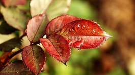 性質(zhì),植物,滴