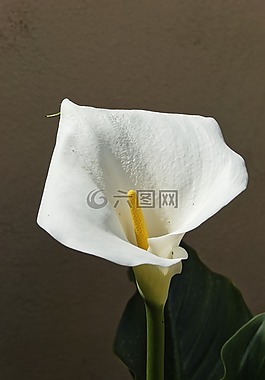 花,花園,自然