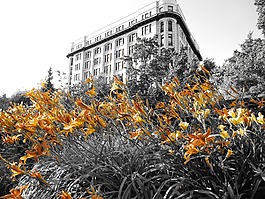 鮮花,百合,建設(shè)
