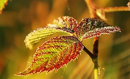 性質(zhì),植物,葉