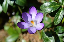 花,藏紅花,紫