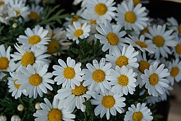 雛菊,鮮花,白