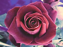 玫瑰,花,花瓣