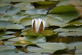水,百合,花園